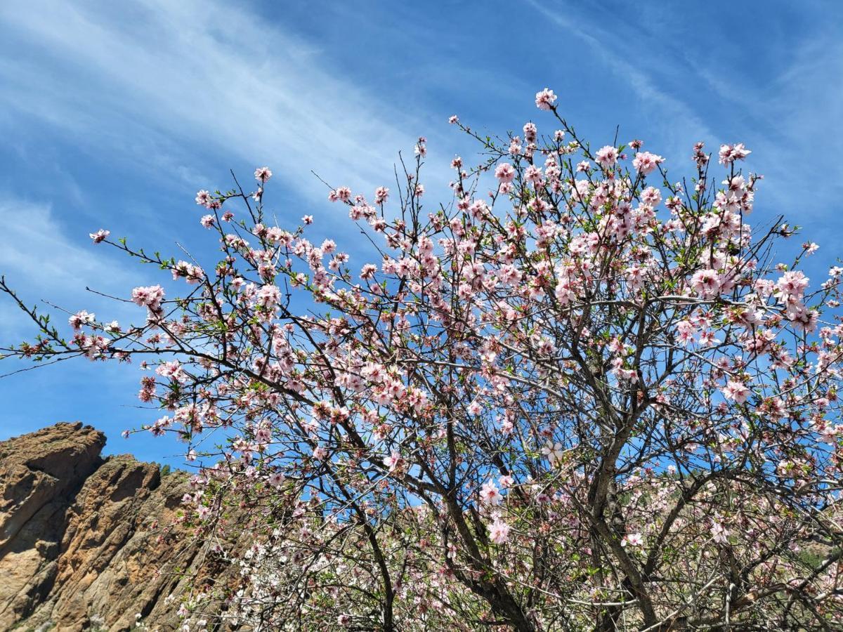 Casa Rural Los Pinares El Juncal De Tejeda ภายนอก รูปภาพ